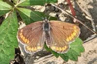 Aricia agestis