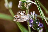 Cacyreus marshalli