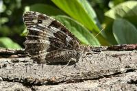 Brintesia circe
