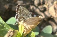 Cacyreus marshalli