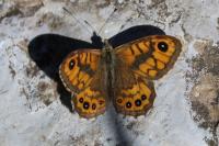 Lasiommata megera