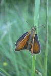 Thymelicus lineola