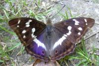 Apatura iris