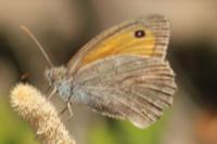 Maniola jurtina