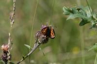 Ochlodes sylvanus