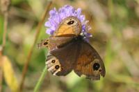 Lasiommata maera