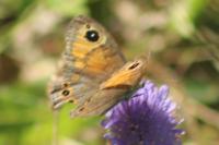 Lasiommata maera