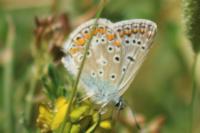 Polyommatus icarus