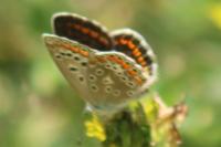 Polyommatus icarus