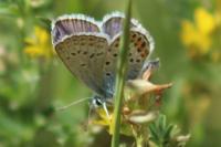 Plebejus idas