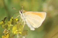 Thymelicus lineola