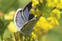 Plebejus idas