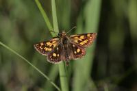 Carterocephalus palaemon