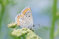 Aricia agestis
