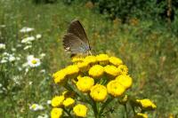 Cyaniris semiargus