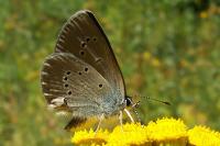 Cyaniris semiargus