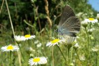 Cyaniris semiargus