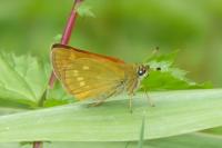 Ochlodes sylvanus