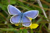Plebejus argus