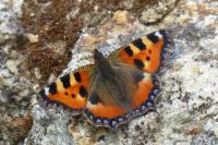 Aglais urticae