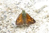 Ochlodes sylvanus