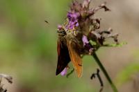 Ochlodes sylvanus