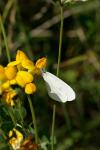 Leptidea sinapis