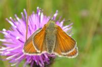 Thymelicus lineola