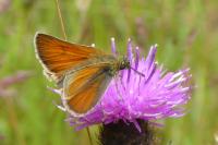 Thymelicus lineola