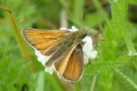 Thymelicus sylvestris