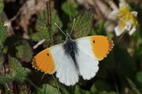 Anthocharis cardamines