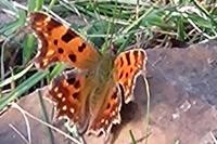 Polygonia c-album