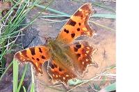 Polygonia c-album
