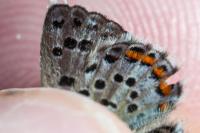 Pseudophilotes baton