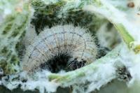 Muschampia baeticus