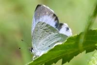 Celastrina argiolus