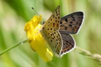 Lycaena tityrus