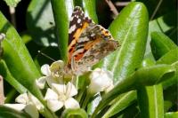 Vanessa cardui