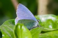 Celastrina argiolus