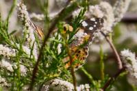 Vanessa cardui