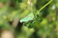 Callophrys rubi