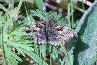 Carcharodus alceae alceae