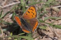 Lycaena phlaeas