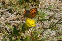 Lycaena phlaeas
