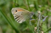Coenonympha pamphilus