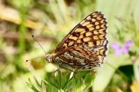 Melitaea cinxia