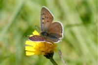 Lycaena tityrus