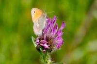 Coenonympha pamphilus