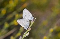 Glaucopsyche melanops