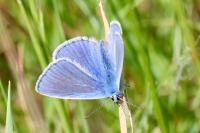 Polyommatus icarus